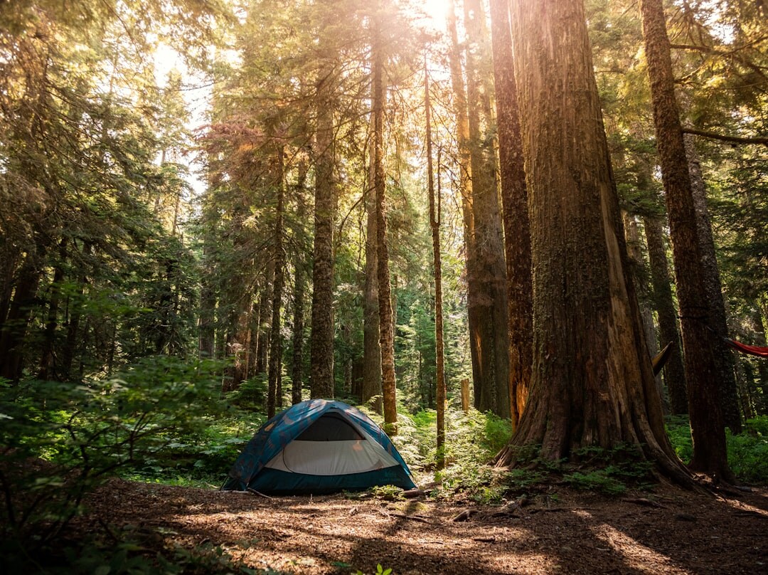 radio in forest campsite